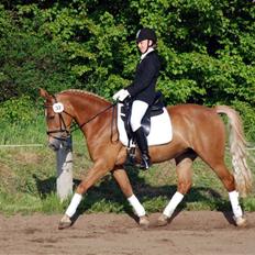 Anden særlig race Stella Af Toftlundgaard<3