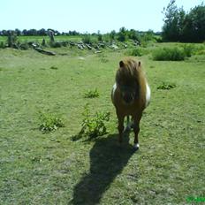 Shetlænder Chif