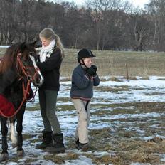 Welsh Pony af Cob-type (sec C) Alpina