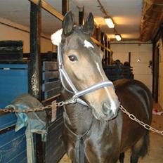 Hollandsk Sportspony Mistery Girl