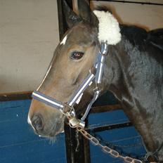 Hollandsk Sportspony Mistery Girl