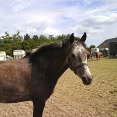 Anden særlig race Victoria