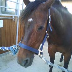 Anden særlig race Lady Madonna<3!