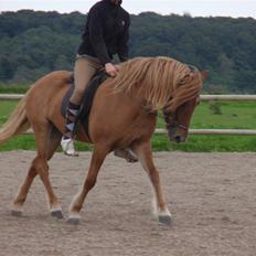 Islænder Laufa f Birkegården SOLGT