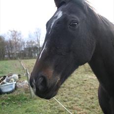 Traver Ideal Højbo (Sammy)