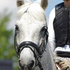 Irsk Sportspony Mistys Dream **SOLGT**