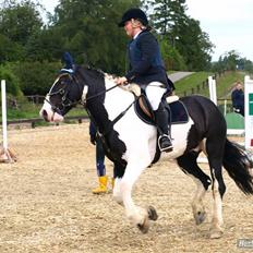 Irish Cob athos<333