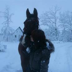 Anden særlig race Lucas Solgt 