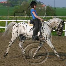 Anden særlig race Galant<3 (aflivet) :´(