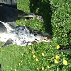 Anden særlig race Galant<3 (aflivet) :´(