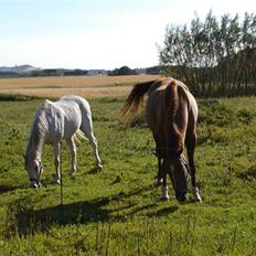 Anden særlig race Cavalir