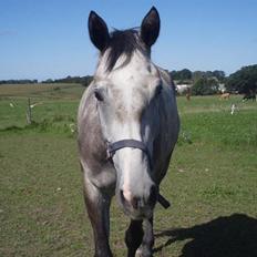 Dansk Varmblod Bling Bling <3