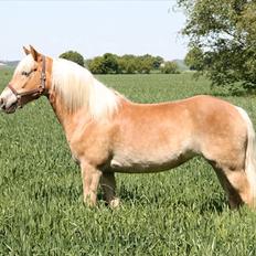 Tyroler Haflinger | Celesta - Solgt.