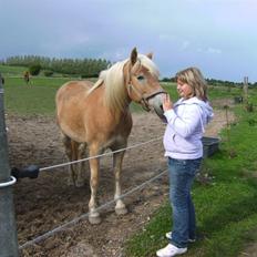 Tyroler Haflinger | Celesta - Solgt.