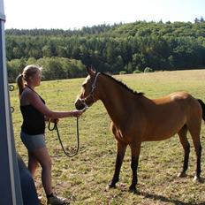 Anden særlig race Løvlunds Prins Valiant