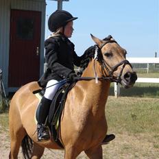 Anden særlig race Løvlunds Prins Valiant
