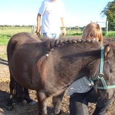 Miniature Søbygård´s Surprise