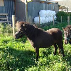 Miniature Søbygård´s Surprise