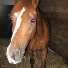 Anden særlig race Lighter *rideskolepony :(