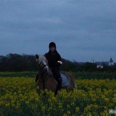 Haflinger Rubin !<3