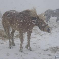 Haflinger Rubin !<3