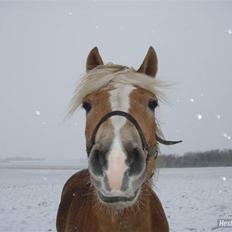 Haflinger Rubin !<3
