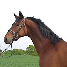 Trakehner Ido Kaiserkat*solgt*