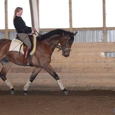 Trakehner Ido Kaiserkat*solgt*