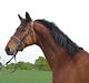 Trakehner Ido Kaiserkat*solgt*