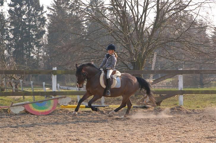 New Forest Palle (solgt) - Dressur billede 12