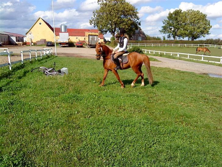 Welsh Pony af Cob-type (sec C) Ysselvliedts Gipsy Boy - en lille skridt tur med maria ;D billede 2