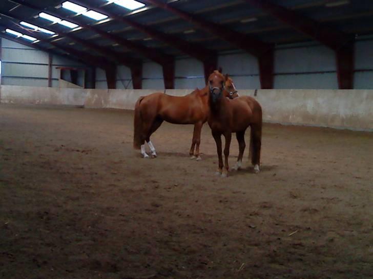 Welsh Pony af Cob-type (sec C) Ysselvliedts Gipsy Boy - han er lækker ! billede 3
