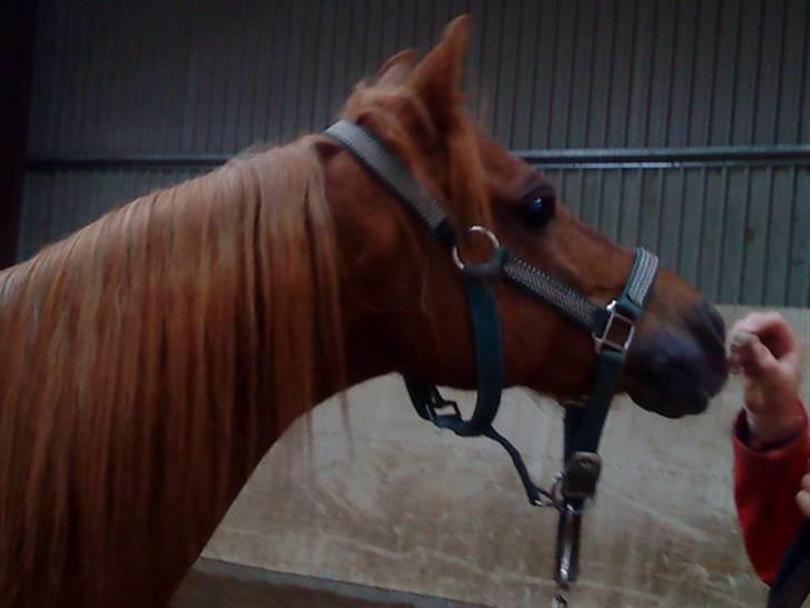 Welsh Pony af Cob-type (sec C) Ysselvliedts Gipsy Boy - Nuurh! billede 5