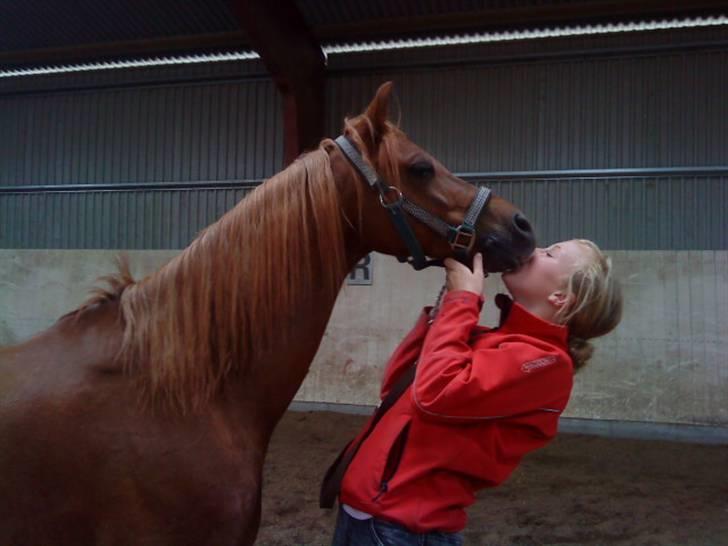 Welsh Pony af Cob-type (sec C) Ysselvliedts Gipsy Boy - hvor du søød ! billede 6