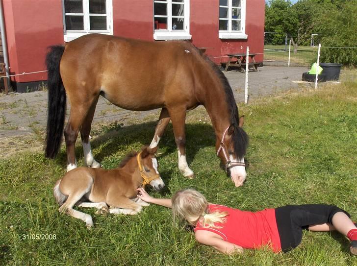 Anden særlig race Solgt - Smiley - Hygge og nusseri på folden :-) billede 14