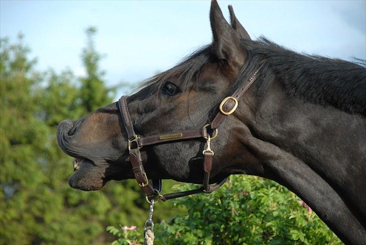 Trakehner Essens R.I.P min smukke.. - Essens aug 08 billede 18