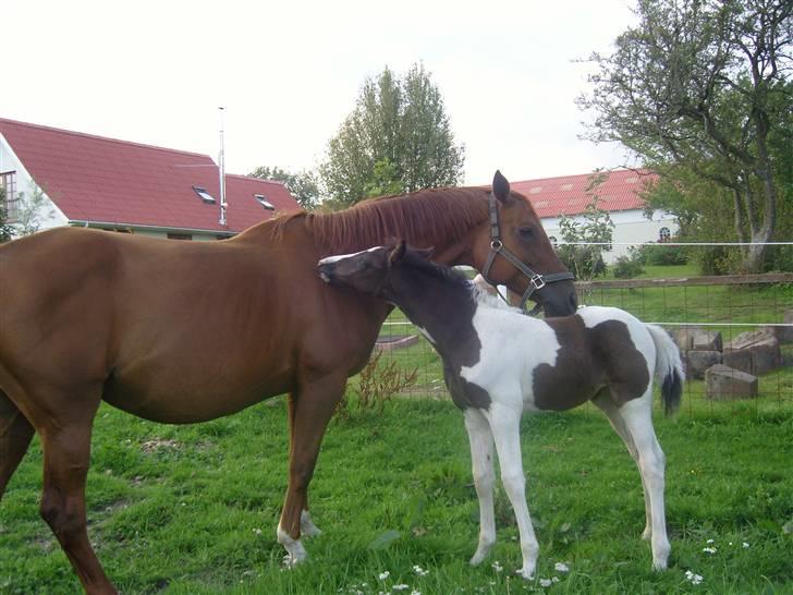 Anden særlig race Kinky (solgt) - Nussetid med mor billede 6