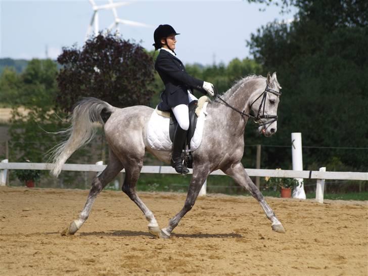 Arabisk fuldblod (OX) T.A. Madir  - Madir og Jasmin til første stvæne, 62 og kval. til FM (4.plads) billede 18