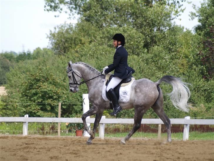 Arabisk fuldblod (OX) T.A. Madir  - Og igen :) billede 20