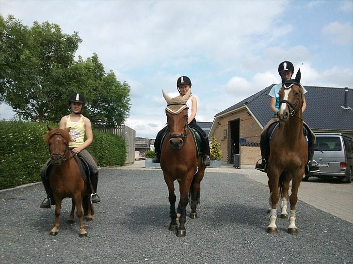 Dansk Varmblod Gørklintgårds Graena [Mors] - På vej på sommergræs.. fra venstre: Mig & Sille, Lykke & Beauty og Heidi & Graena :) Foto: Mor billede 6