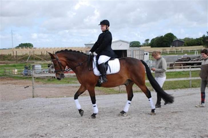 Anden særlig race Pablo * SOLGT * - Stævne Nykøbing Mors Ridecenter d. 9-8-2008. Flere i album..  billede 7