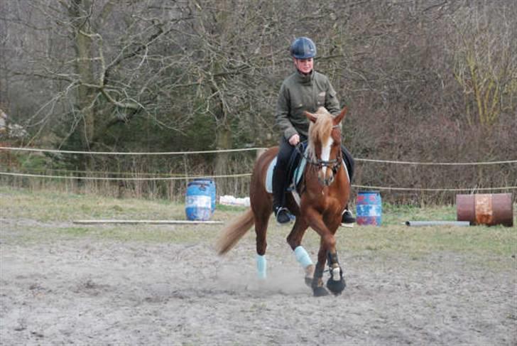 Anden særlig race Sokata (SOLGT) billede 2