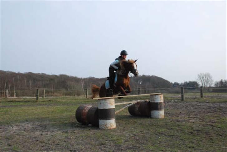 Anden særlig race Sokata (SOLGT) billede 3