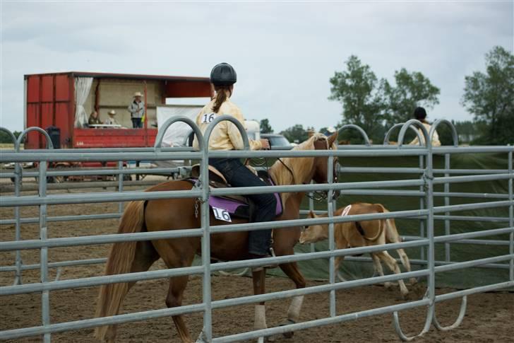Anden særlig race Sokata (SOLGT) billede 4