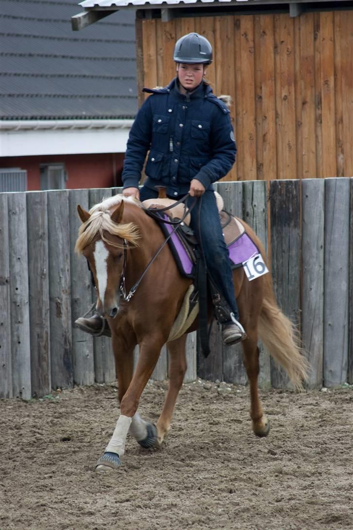 Anden særlig race Sokata (SOLGT) billede 5