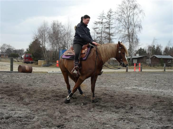 Anden særlig race Sokata (SOLGT) billede 6