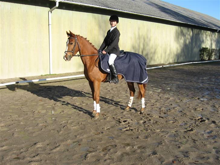 Tysk Sportspony Tabasco  (SOLGT) - Tabasco 5 år min lille dressur pony billede 18