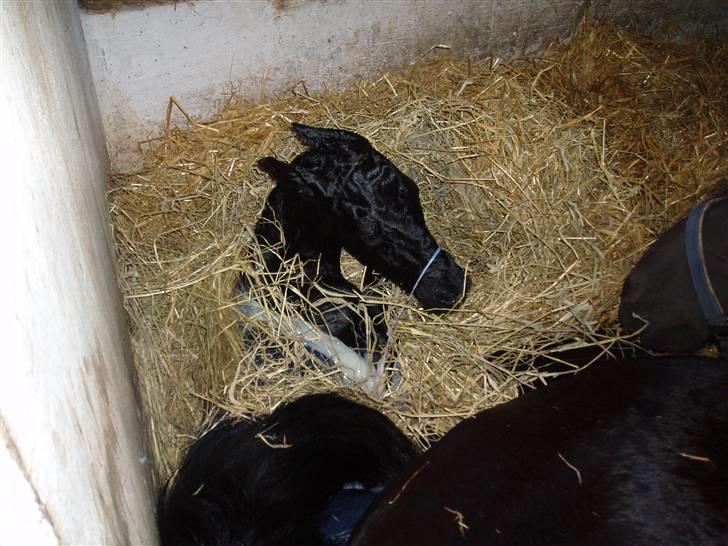 Frieser Aia af Nygaard - Velkommen til den store verden, få min. gammel. billede 1