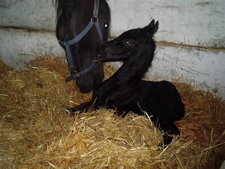 Frieser Aia af Nygaard - Hej Mor billede 2