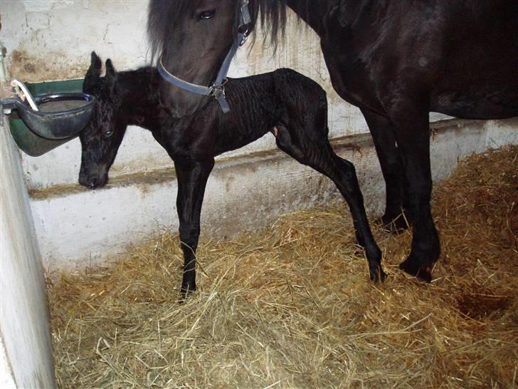 Frieser Aia af Nygaard - Nøj det er svært at styre de lange strænger...:o) billede 3